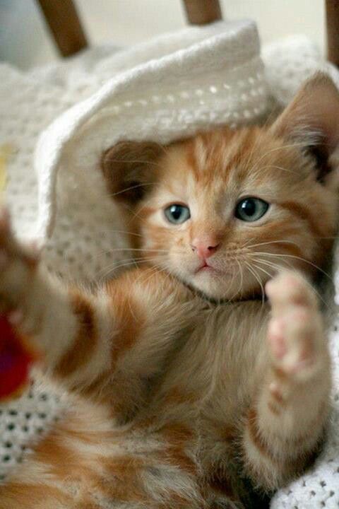 FAQ Does Priceline Have 24-Hour Customer Service? - Travel Blog by vinnyat67 - Jauntlet